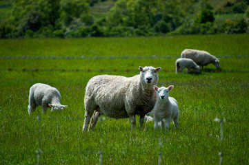Obraz premium sheep and green grass