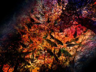 Background image of autumn leaves and carp