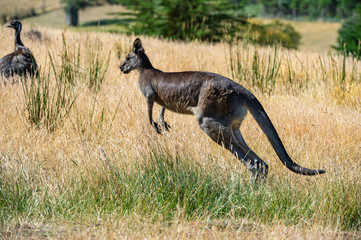 Grey kangaroo © Ilya Postnikov