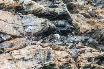 A Peruvian Booby bird family at a cliff inside Chanaral Island National Park at the North of Chile and amazing place for seeing aquatic wild life at a wild environment feed by the Humboldt Current