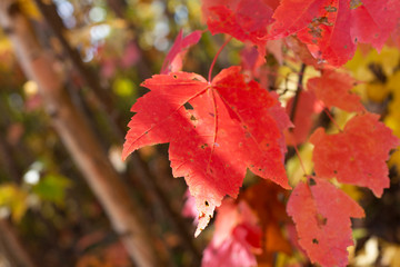 New England Fall