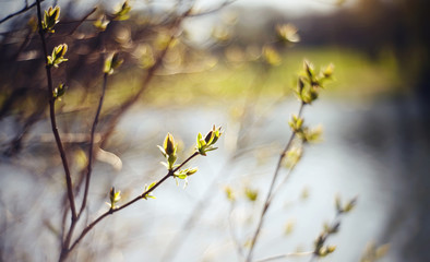 Background with green escapes on lilac bush branches