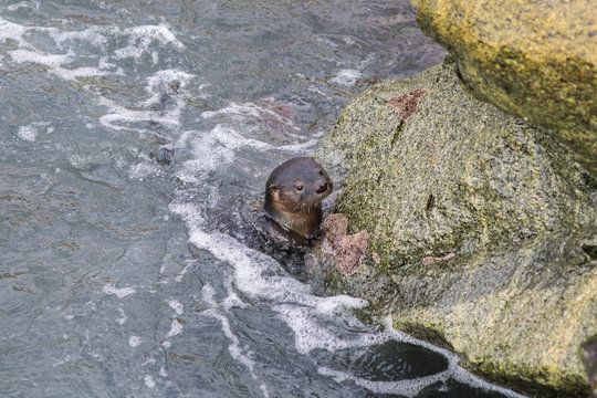 A Marine Otter diving around the rocks of Quintay Pier. Quintay is an old whale fishing village close to Santiago de City with an amazing wild life specially sea life. Chile