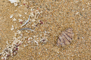 Sea life lying at the sand beach. Mussels, feathers and the rest of a jellyfish over the ground on the coastline of Tunquen beach at Chile. An amazing natural textured pattern over the beach