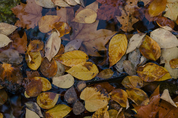 Yellow and orange autumn leaves in the water