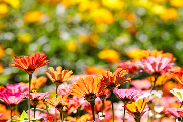 Beautiful Wide Angle flower background. Panoramic floral wallpaper with pink chrysanthemum flowers close up