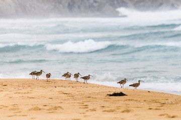 Curlews or 