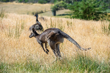 Grey kangaroo