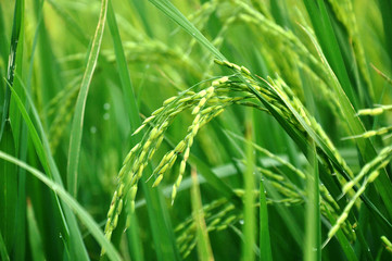 Obraz na płótnie Canvas Green paddy or rice field