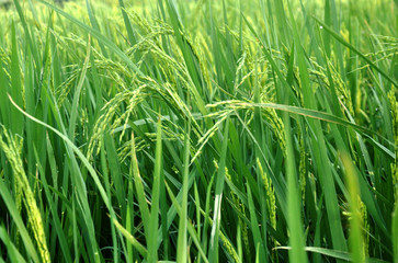 Green paddy field