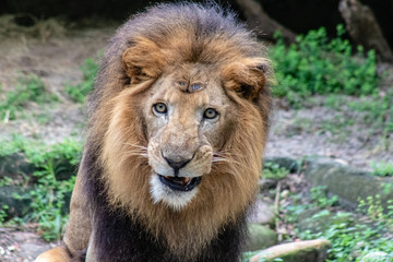 Fototapeta premium Large male lion