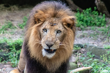 Large male lion