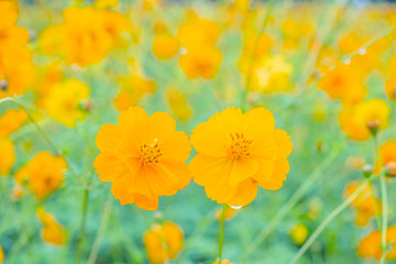 Yellow flower of Mexican Diasy, Sulfur Cosmos, Yellow Cosmos on white background.