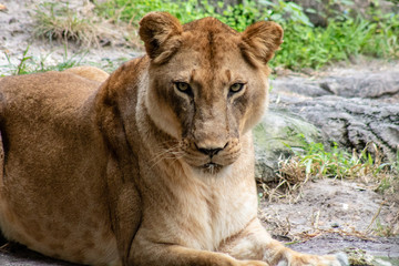 Fototapeta na wymiar Large female lion