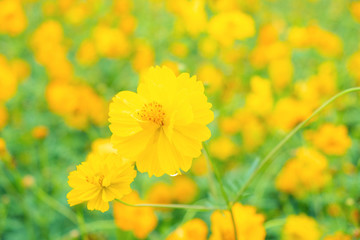 Yellow flower of Mexican Diasy, Sulfur Cosmos, Yellow Cosmos on white background.