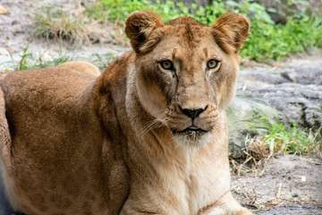 Large female lion