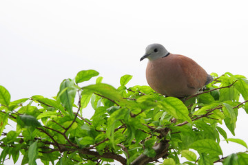A large bird is hanging on top of a tree.