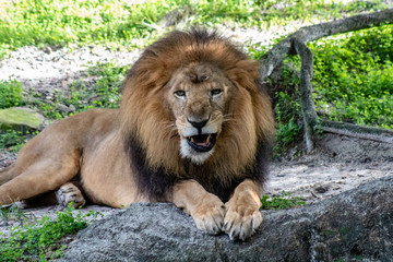 Large male lion