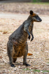 Grey kangaroo © Ilya Postnikov