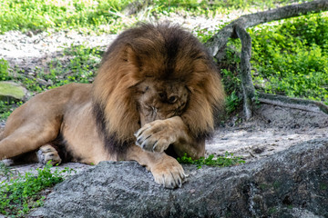 Obraz premium Large male lion
