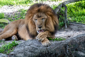 Fototapeta premium Large male lion