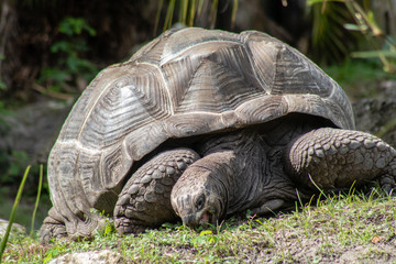 Aldabra tortoise