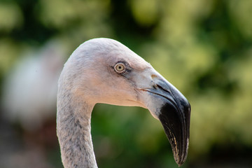 Fototapeta premium Chilean flamingo