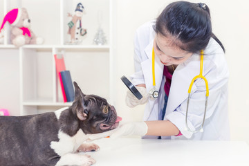 Veterinarian check up of French Bulldog and take a vaccine rabies. Nurse in hospital or clinic with pregnant dog. World Rabies. Expert and Doctor or Social Responsibility and Pet Health concept.