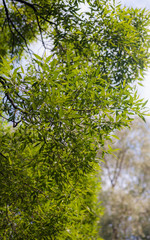 lush green foliage of willow