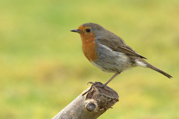 A Robin perched.