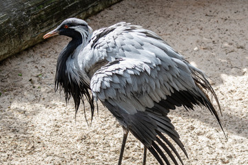 Damoiselle crane © Suzanna