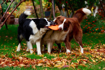 Three dogs Border Collie