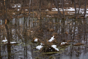 Flood in the winter forest. Bottling of the river in the swamp. Thicket of trees and shrubs. Cloudy day Ukraine Kiev region.