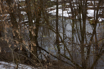 Fototapeta premium Flood in the winter forest. Bottling of the river in the swamp. Thicket of trees and shrubs. Cloudy day Ukraine Kiev region.