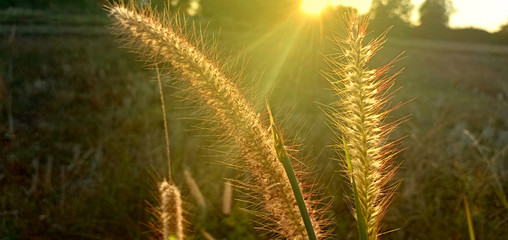 Background,Texture ,Grass flower and light sun yellow in garden in morning.