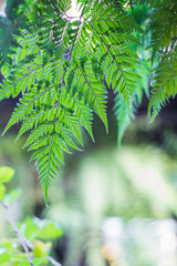 A fern is a member of a group of vascular plants that reproduce via spores and have neither seeds...