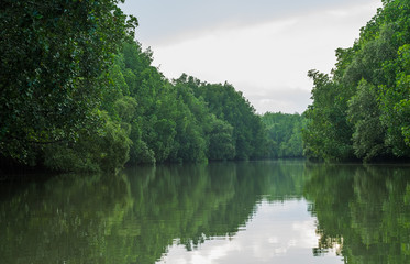 Obraz premium Mangrove forest is a beautiful plant in nature, useful to protect coastal areas.