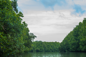 Mangrove forest is a beautiful plant in nature, useful to protect coastal areas.