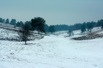 Winter landscape pines on slopes ravine. Travel serene scenic view the   Ukraine..