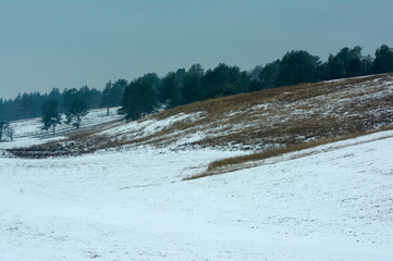 Winter landscape pines on slopes ravine. Travel serene scenic view the   Ukraine..