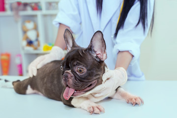 Veterinarian Check up of pregnant French Bulldog and take a vaccine rabies. Nurse in Hospital or clinic. World Rabies Day. Expert and Doctor or Social Responsibility and Pet Health concept.