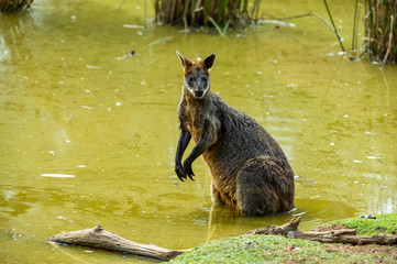 Grey kangaroo © Ilya Postnikov