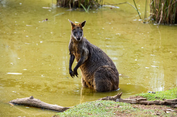 Grey kangaroo © Ilya Postnikov