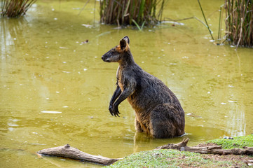 Grey kangaroo © Ilya Postnikov