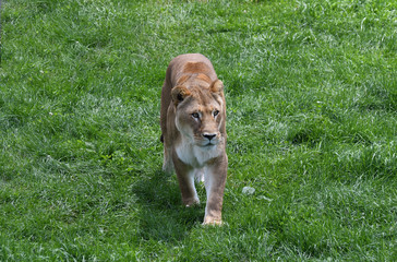 Lionne