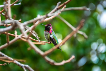 Anna's Hummingbird