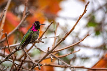 Anna's Hummingbird