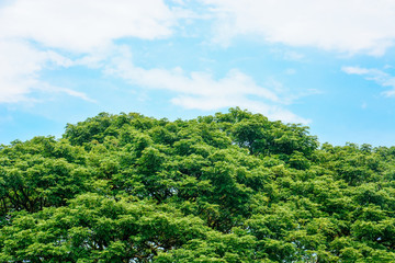 spring time, top of large Eastindian walnut, Raintree or Samanea saman green tree with blue sky and clouds background, copy space, eco friendly concept