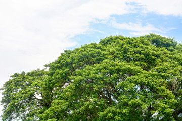 spring time, top of large Eastindian walnut, Raintree or Samanea saman green tree with blue sky and clouds background, copy space, eco friendly concept