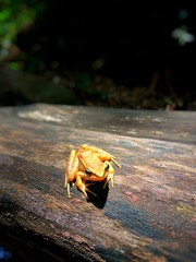 Frog in forest